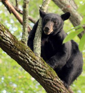 Bear in Spring Creek