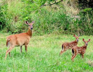 Deer in Spring Creek