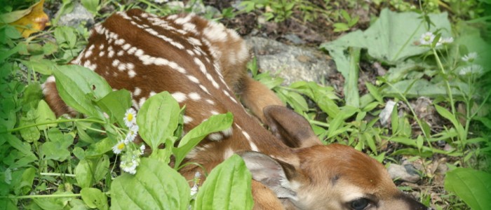 Fawn near Wilderness Lodge