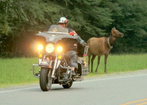 Harley with elk