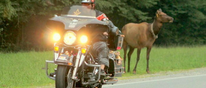 Harley with elk